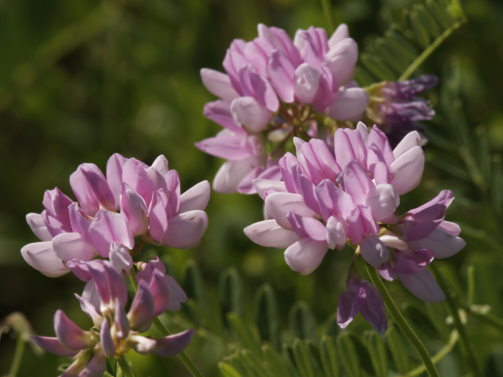 crown vetch by rminer