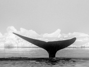 17th Jun 2022 - whale tale