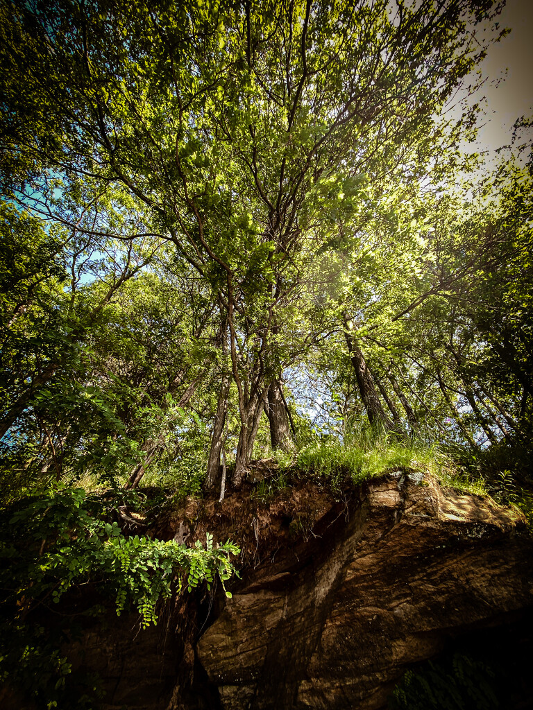 Trees from the kayak by jeffjones