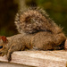 Mr Squirrel Taking a Break! by rickster549