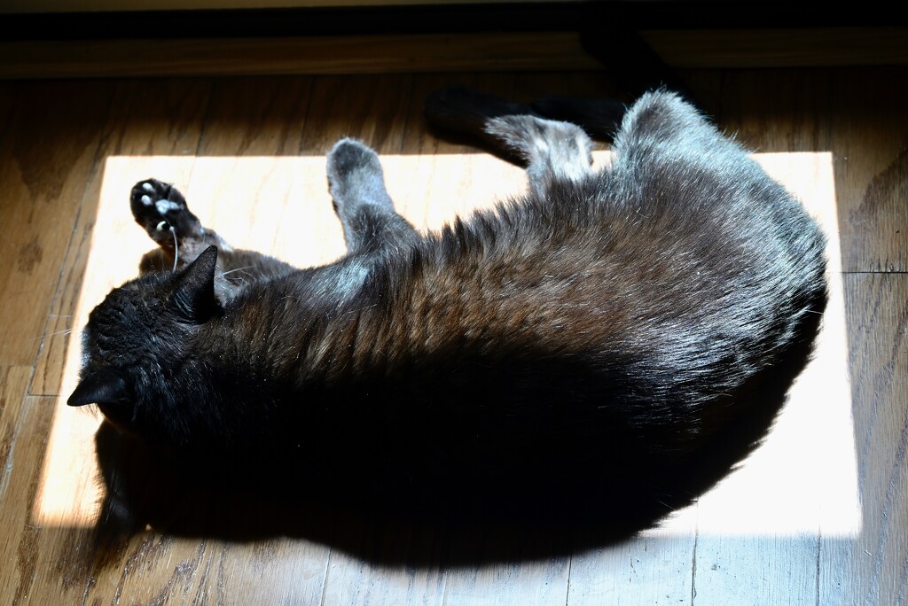 Cat in a box of Sunbeam  by metzpah