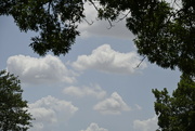 14th Jun 2022 - Clouds Framed by Trees