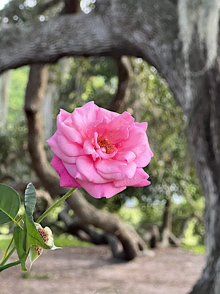 A live oak frame for a rose by congaree
