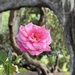 A live oak frame for a rose
