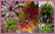 21st Jun 2022 - Bromiliads and Airplants..