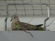 21st Jun 2022 - Cooing Dove