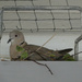 Cooing Dove
