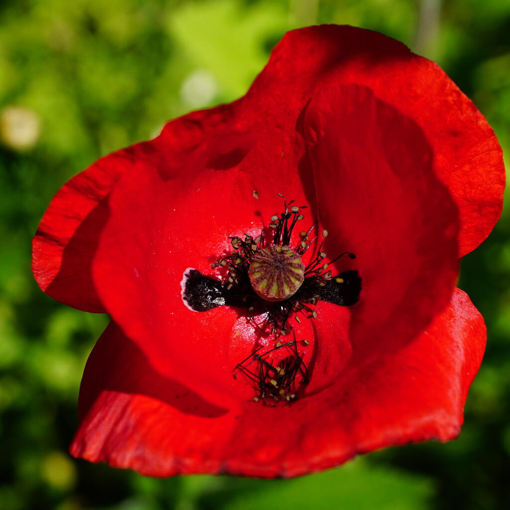 red poppy on a summer's day by quietpurplehaze