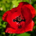 red poppy on a summer's day