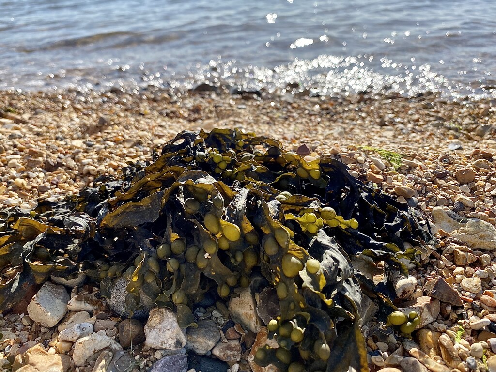 Seaweed on the shore by wakelys