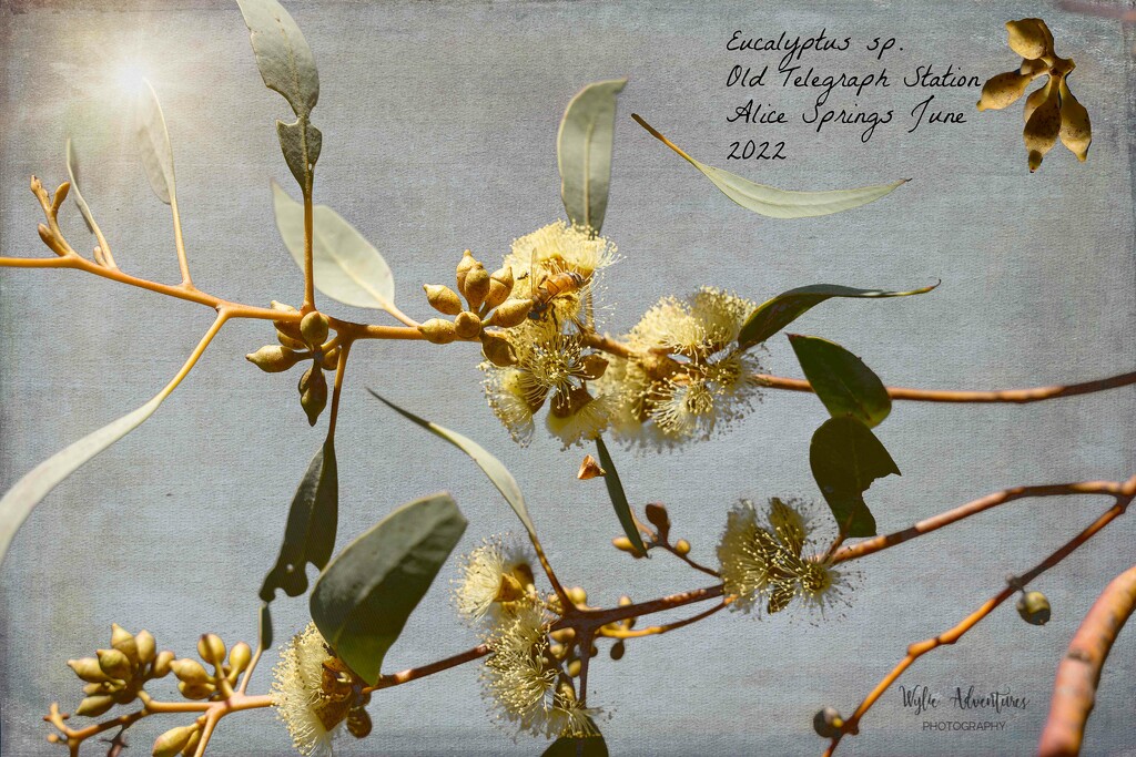 Eucalyptus sp by pusspup