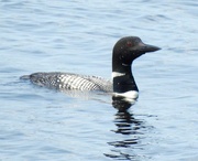 18th Aug 2021 - Common Loon