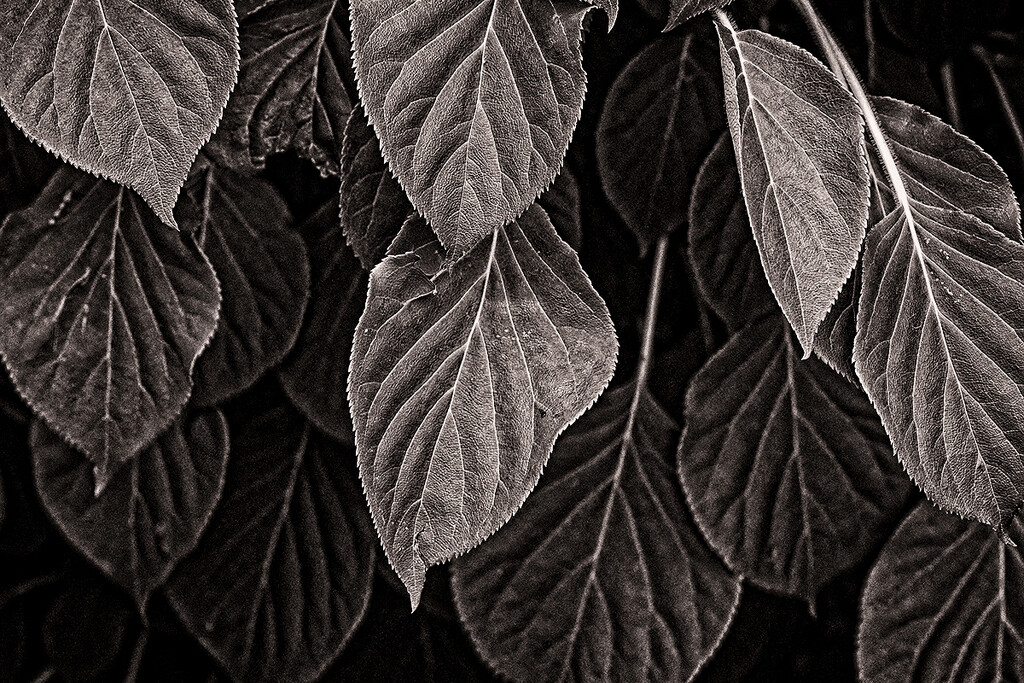 Hydrangea Leaves by gardencat