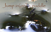 10th Jun 2022 - Jump in (on) a puddle