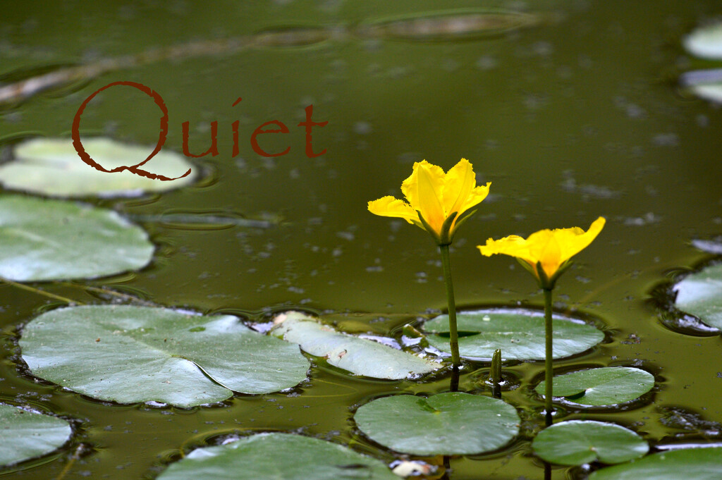 Quiet by francoise