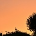 Saharan dust turned our evening sky orange! by anitaw