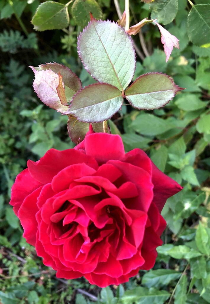 Red Rose by arkensiel