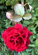 21st Jun 2022 - Red Rose