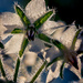 borage by michael_ludgate
