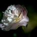 peony by michael_ludgate