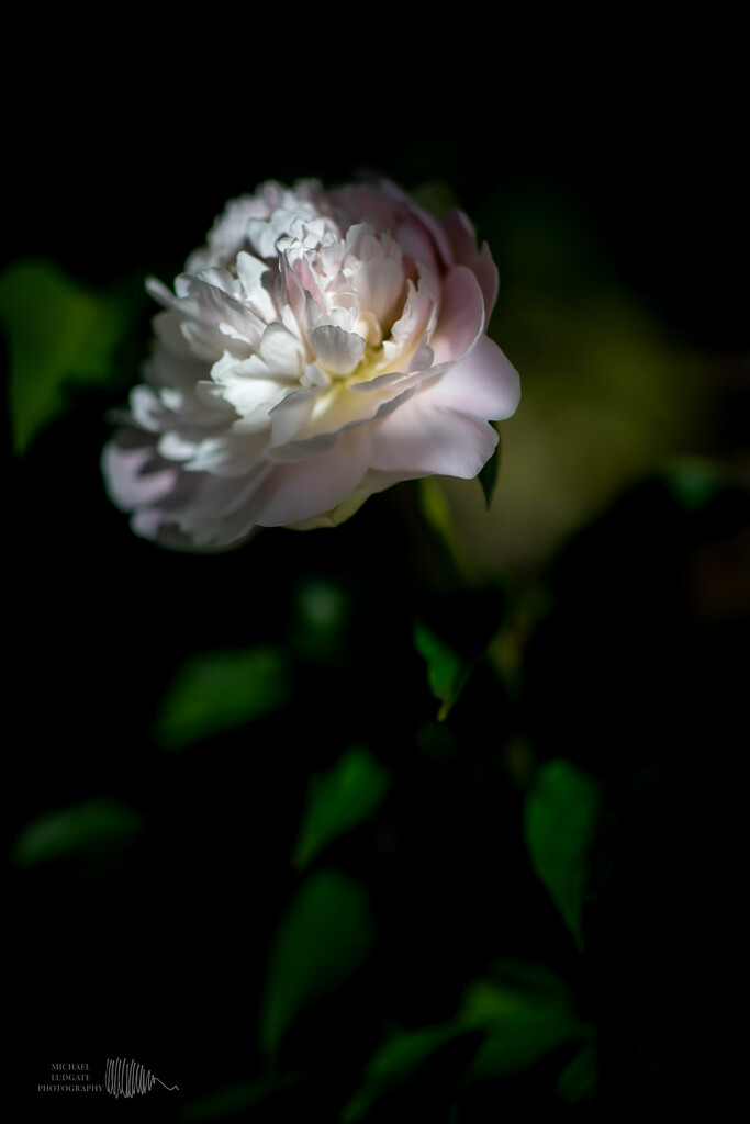 peony by michael_ludgate