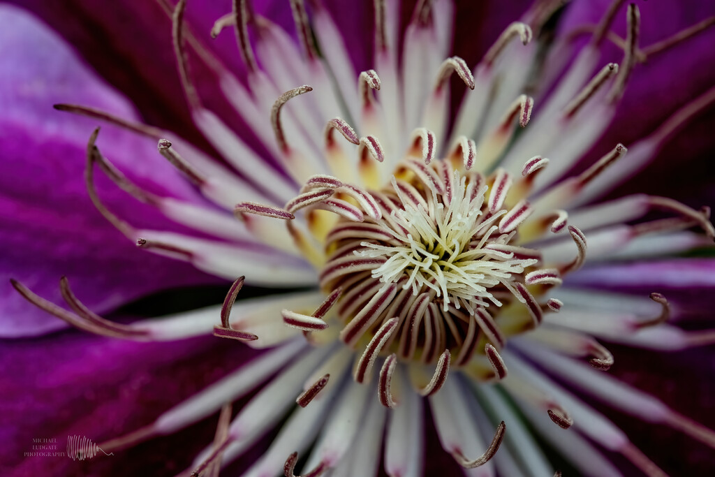clematis by michael_ludgate