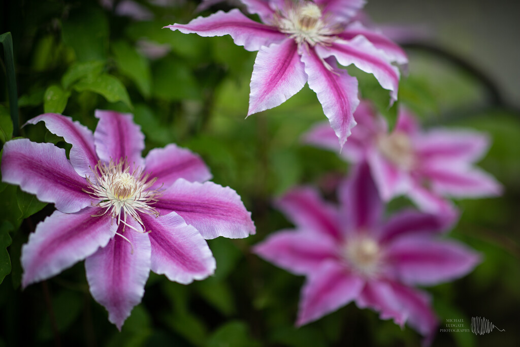 clematis by michael_ludgate