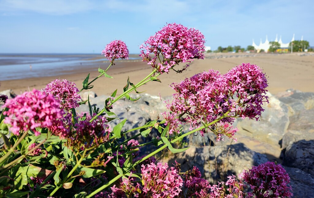 Red valerian on the beach  by boxplayer