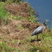 June 15 Blue Heron IMG_6604A by georgegailmcdowellcom