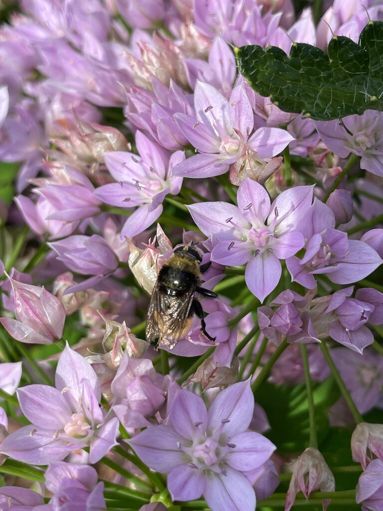 Bee on Alliums by 365projectmaxine
