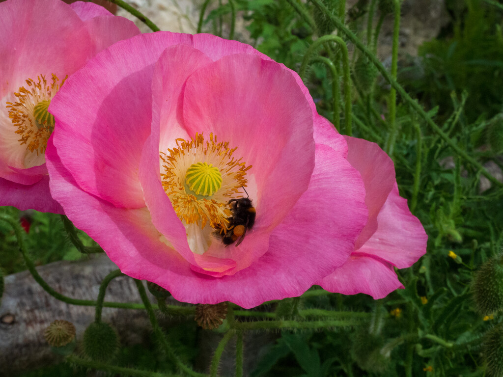 Bee in a poppy by josiegilbert