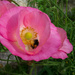 Bee in a poppy