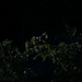 June 18 twilight pic missed IMG_6632 by georgegailmcdowellcom