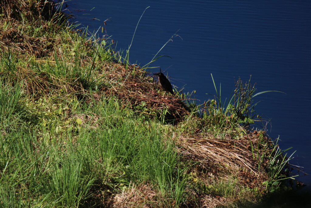 June 19 Green Heron on small pondIMG_6654A by georgegailmcdowellcom