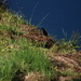 June 19 Green Heron on small pondIMG_6654A by georgegailmcdowellcom