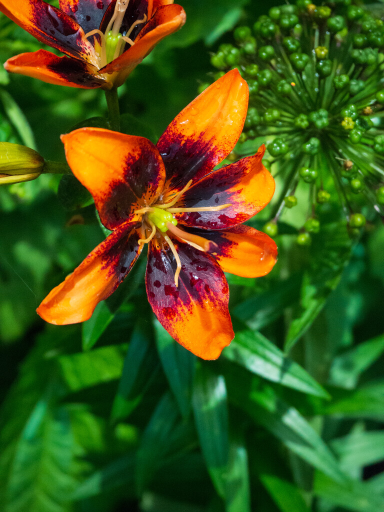 orange lily by josiegilbert