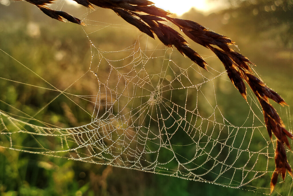 Love Finding a Spiderweb by milaniet