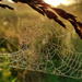 Love Finding a Spiderweb by milaniet
