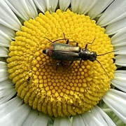 20th Jun 2022 - A bug on a daisy