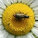 A bug on a daisy by gaillambert