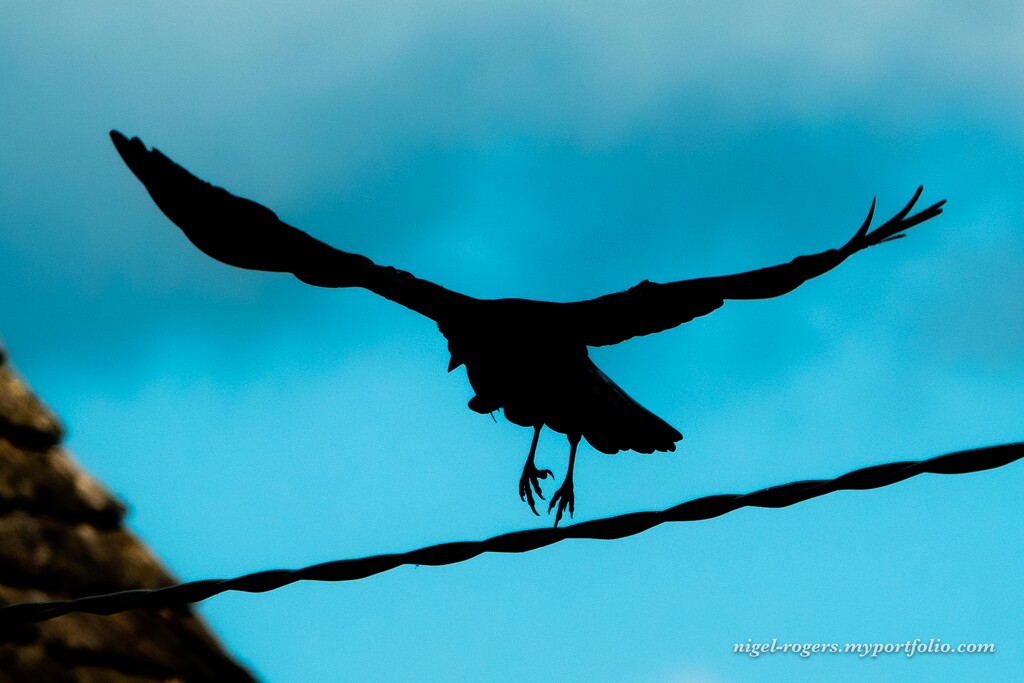 Crow on the line by nigelrogers