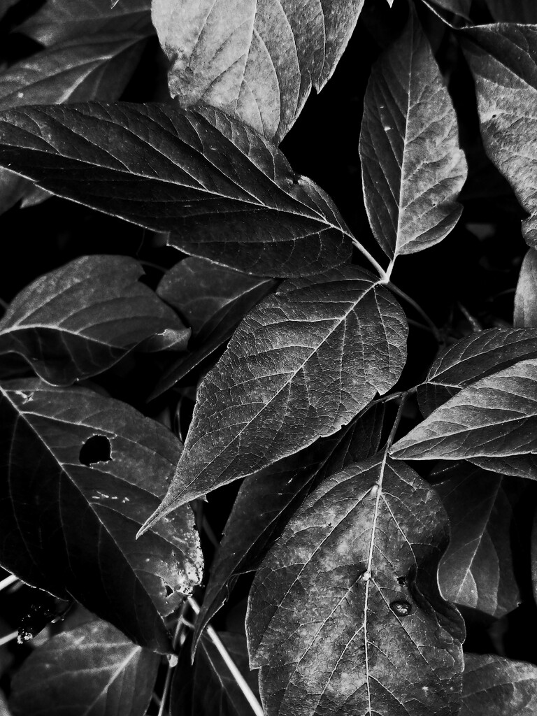 Foliage in b&w by ljmanning
