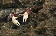 29th Jan 2011 - little nipper crab (Geograpsus grayi) Christmas Island