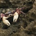 little nipper crab (Geograpsus grayi) Christmas Island by lbmcshutter