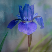 21st Jun 2022 - Wild Iris Growing in my Garden