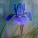 Wild Iris Growing in my Garden by taffy