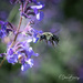 Bumblebee in Flight by dridsdale