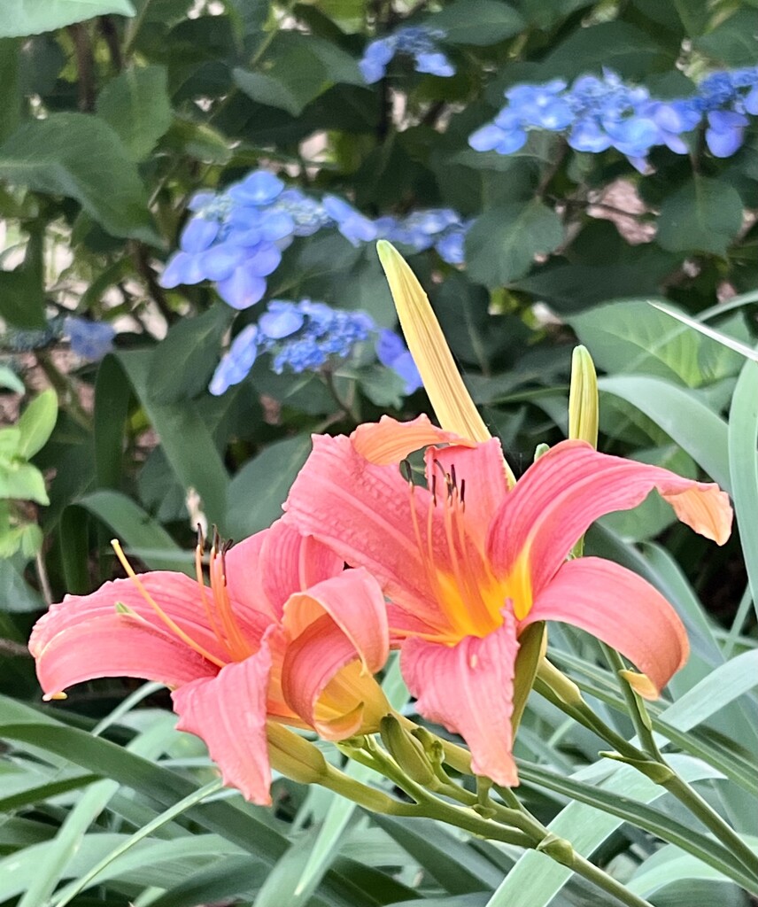 Day Lilies  by calm