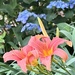 Day Lilies  by calm