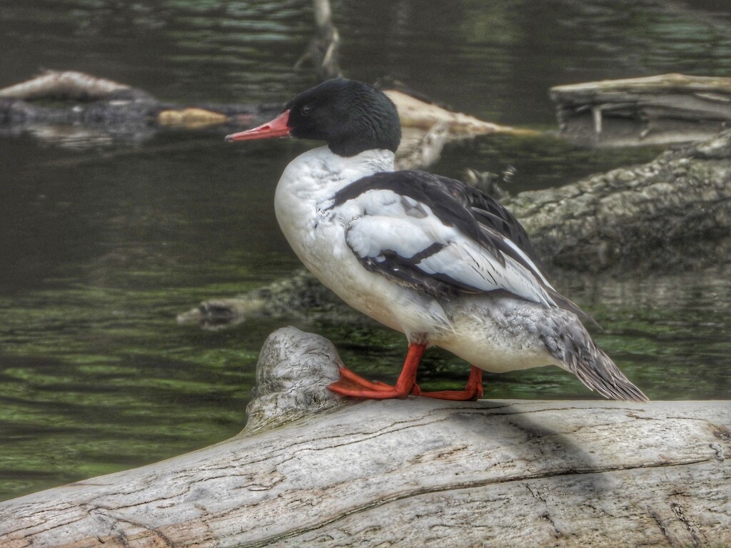 handsome duck… by amyk